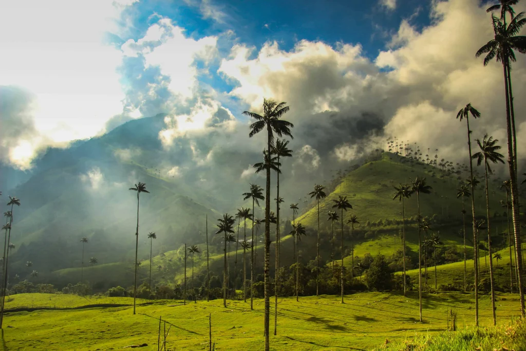 Valle del Cocora – Ruta Cafetera de lujo en Colombia