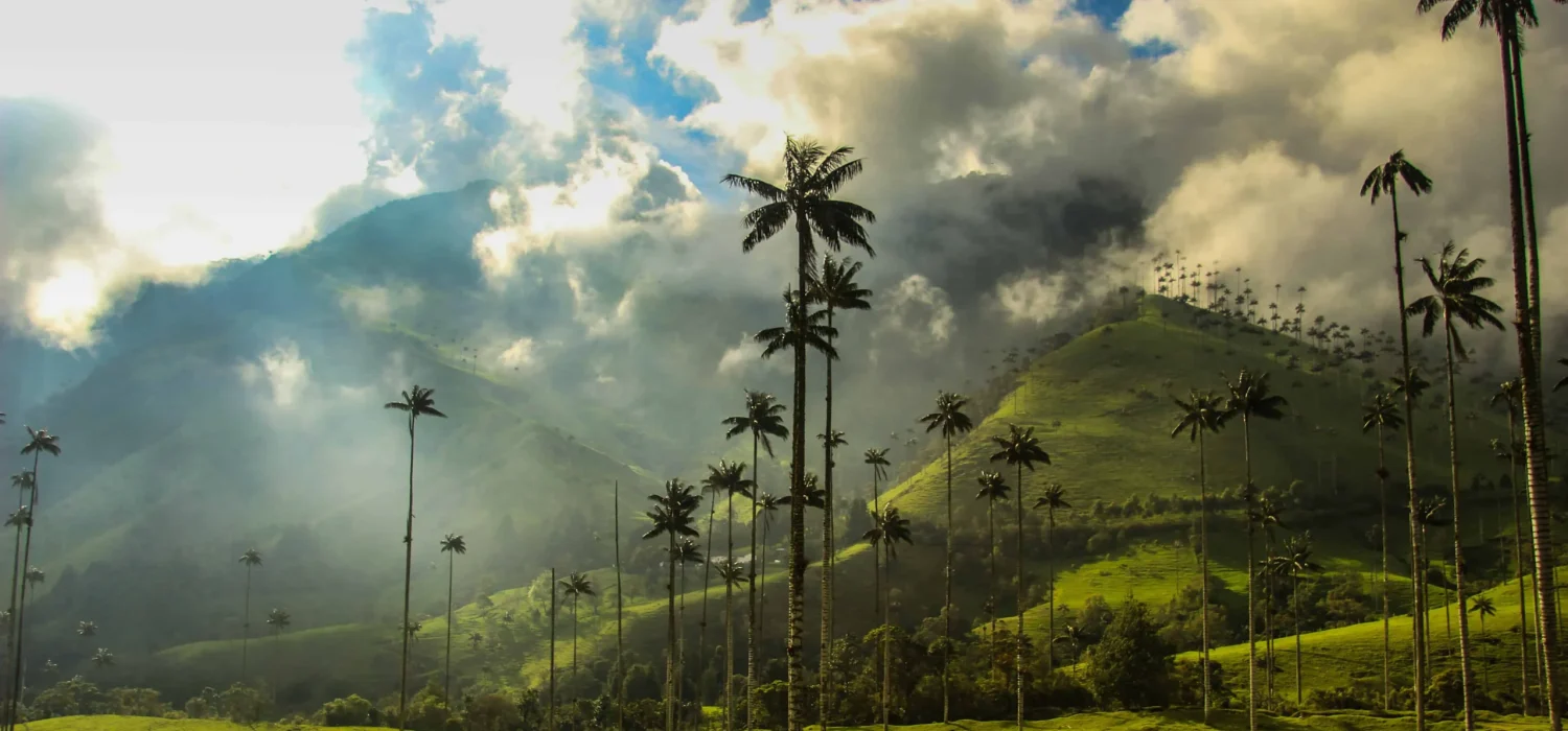 Valle del Cocora – Ruta Cafetera de lujo en Colombia
